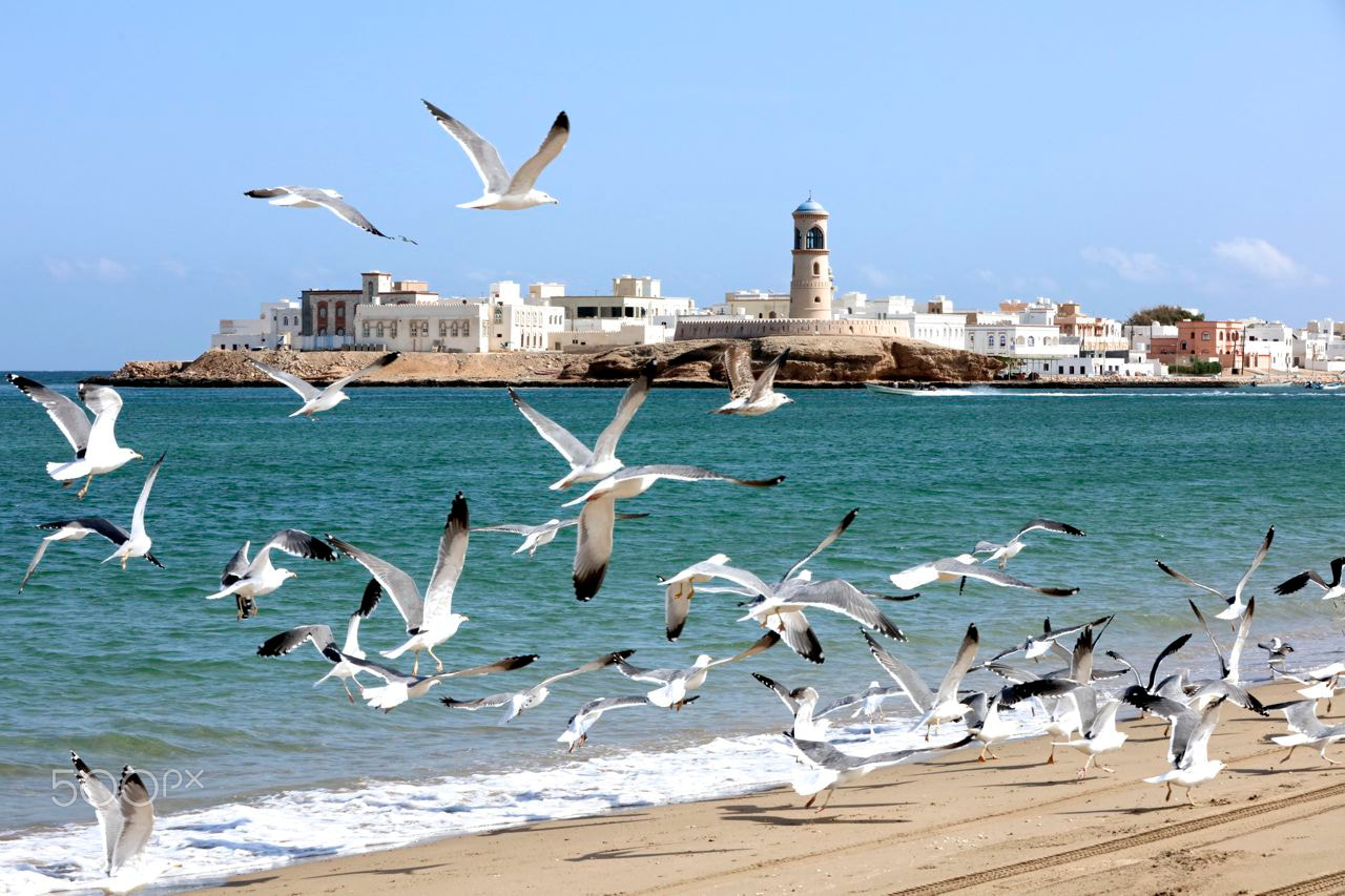Canon EOS 5DS sample photo. Flying seagulls in sur photography