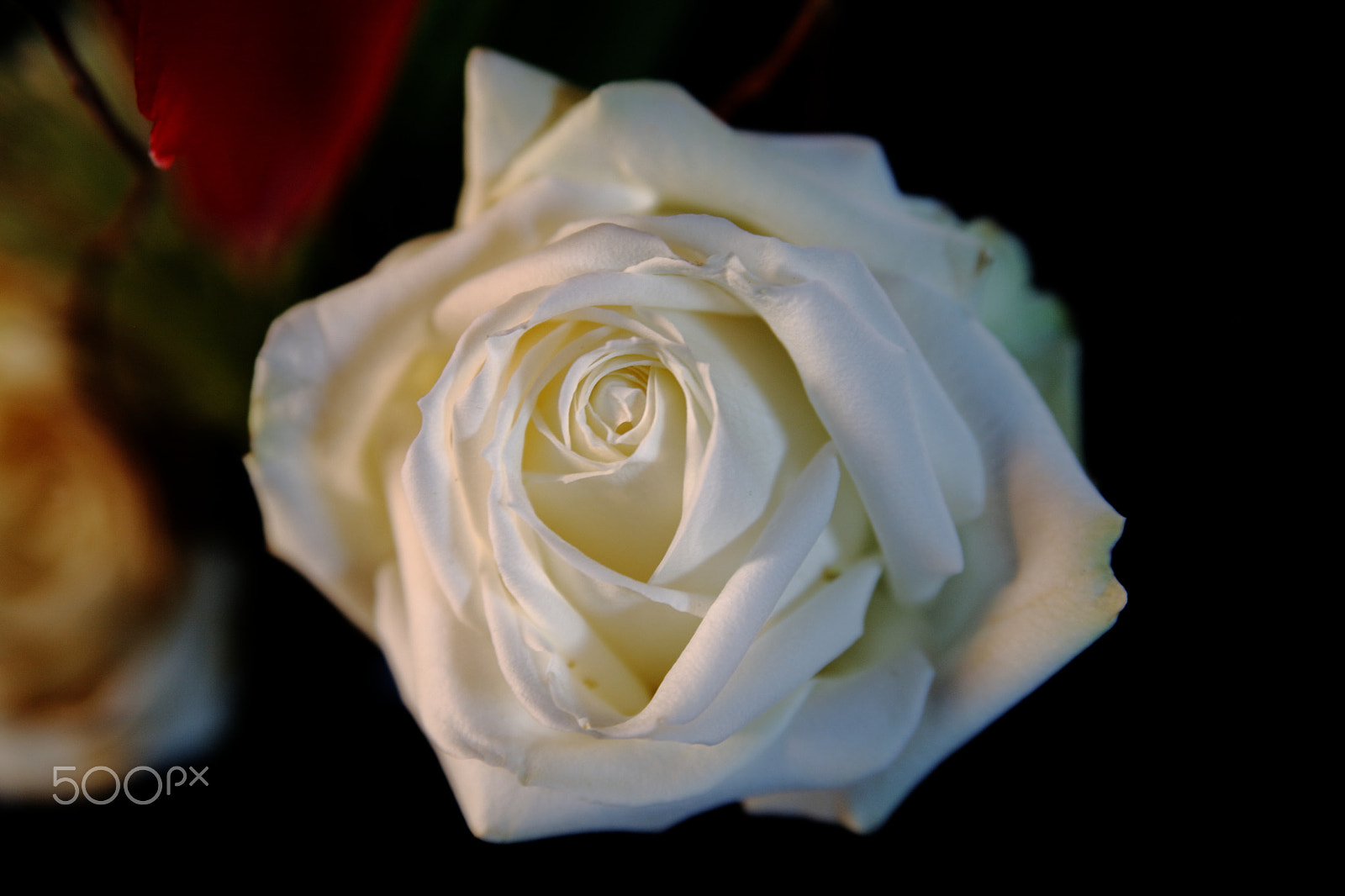 Canon EOS 5D sample photo. La rose blanche photography