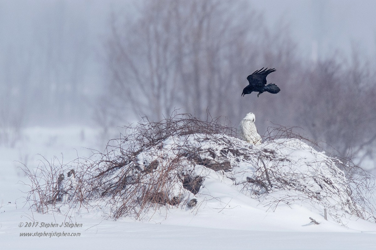 Canon EOS 7D Mark II sample photo. Sometimes it's hard to be a snowy owl. photography