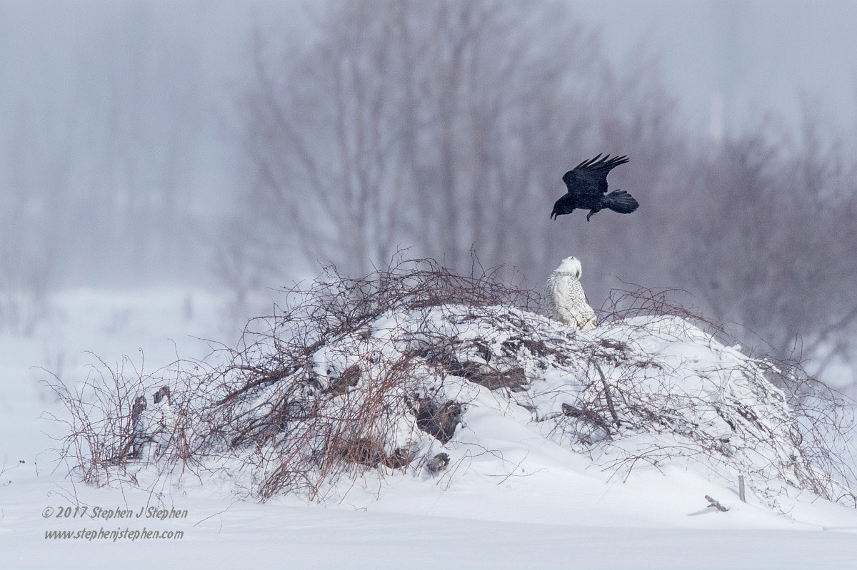 Canon EF 500mm F4L IS USM sample photo. Sometimes it's hard to be a snowy owl. photography