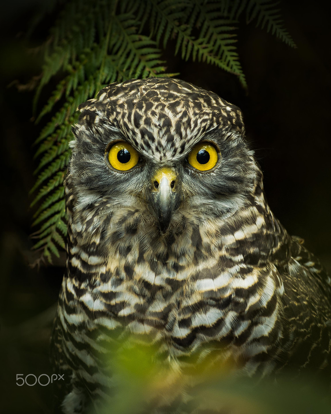 Pentax K-5 sample photo. Owl photography