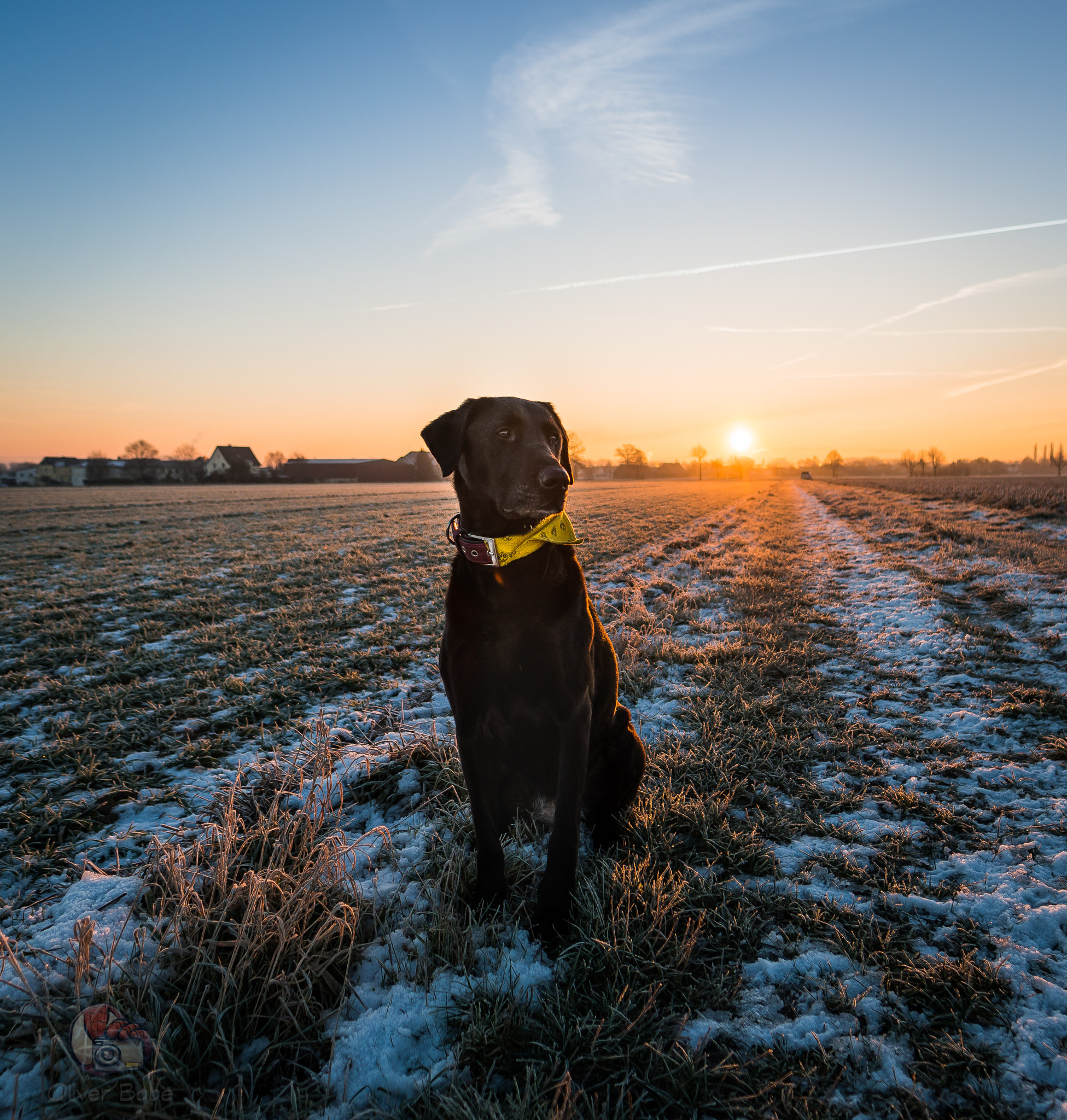 Sony a7R II + Samyang AF 14mm F2.8 FE sample photo. Dog photography