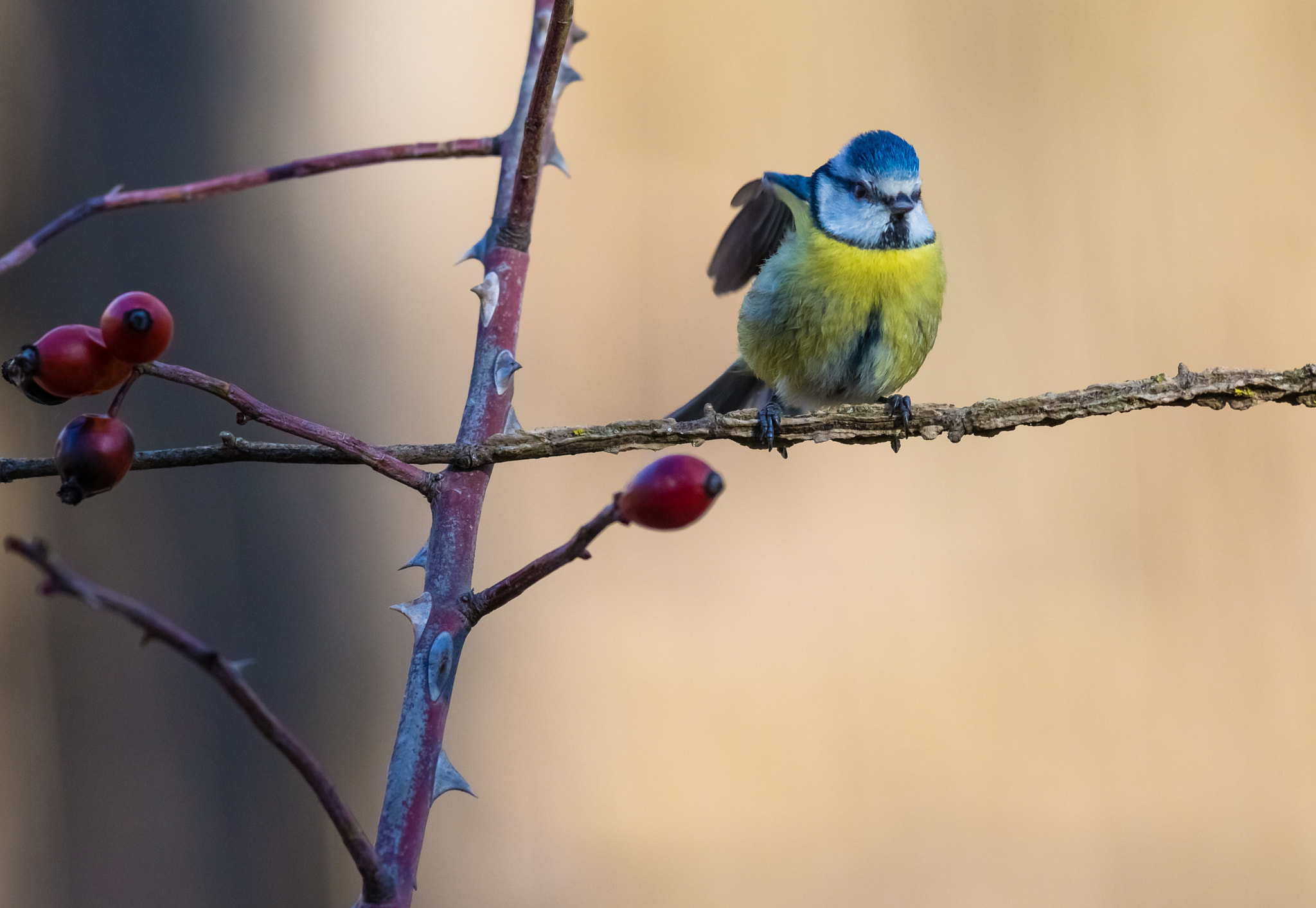 Canon EOS-1D X + Canon EF 300mm f/2.8L sample photo. Geometrie photography