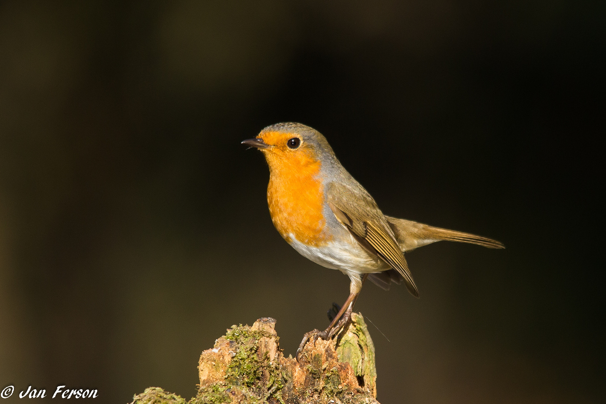 Sigma 150-500mm F5-6.3 DG OS HSM sample photo. Robin photography
