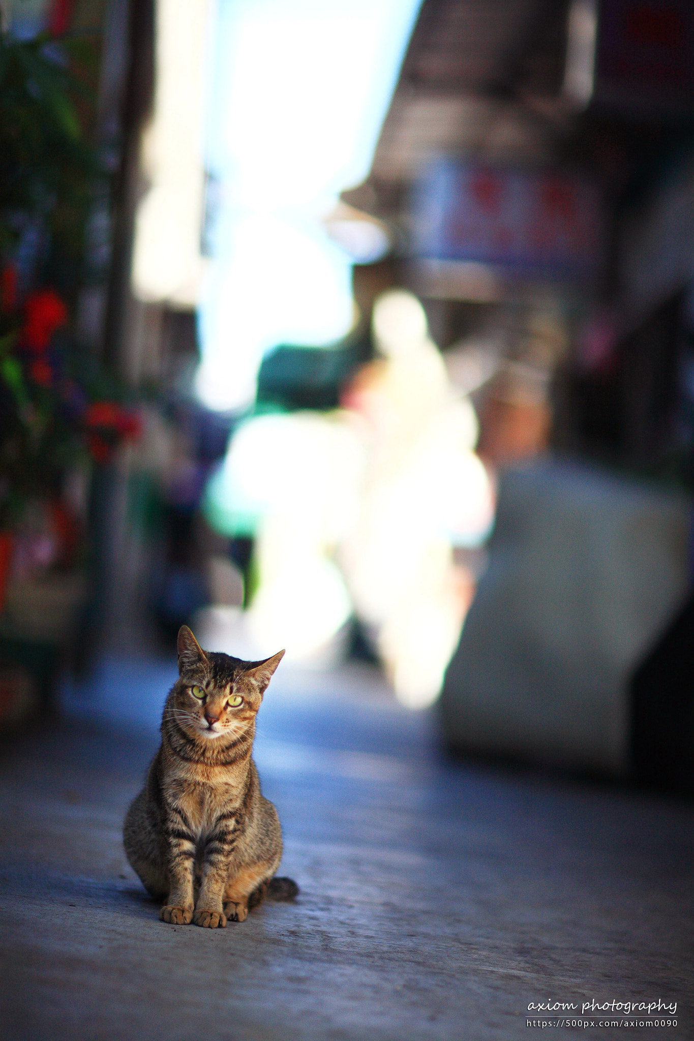 Canon EF 85mm F1.2 sample photo. Model photography