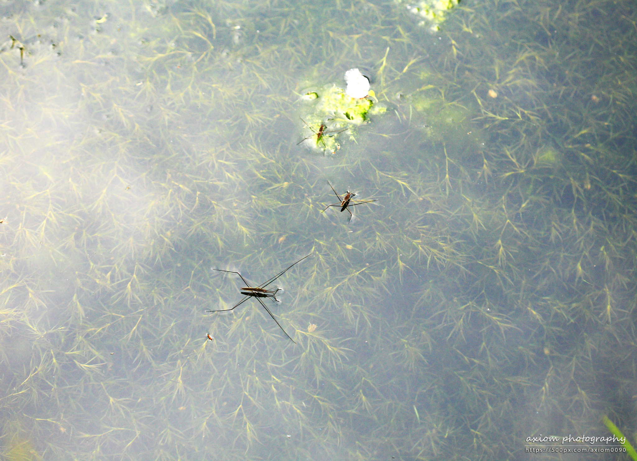 Canon EOS 5D + Canon EF 100mm F2.8 Macro USM sample photo. Water strider photography