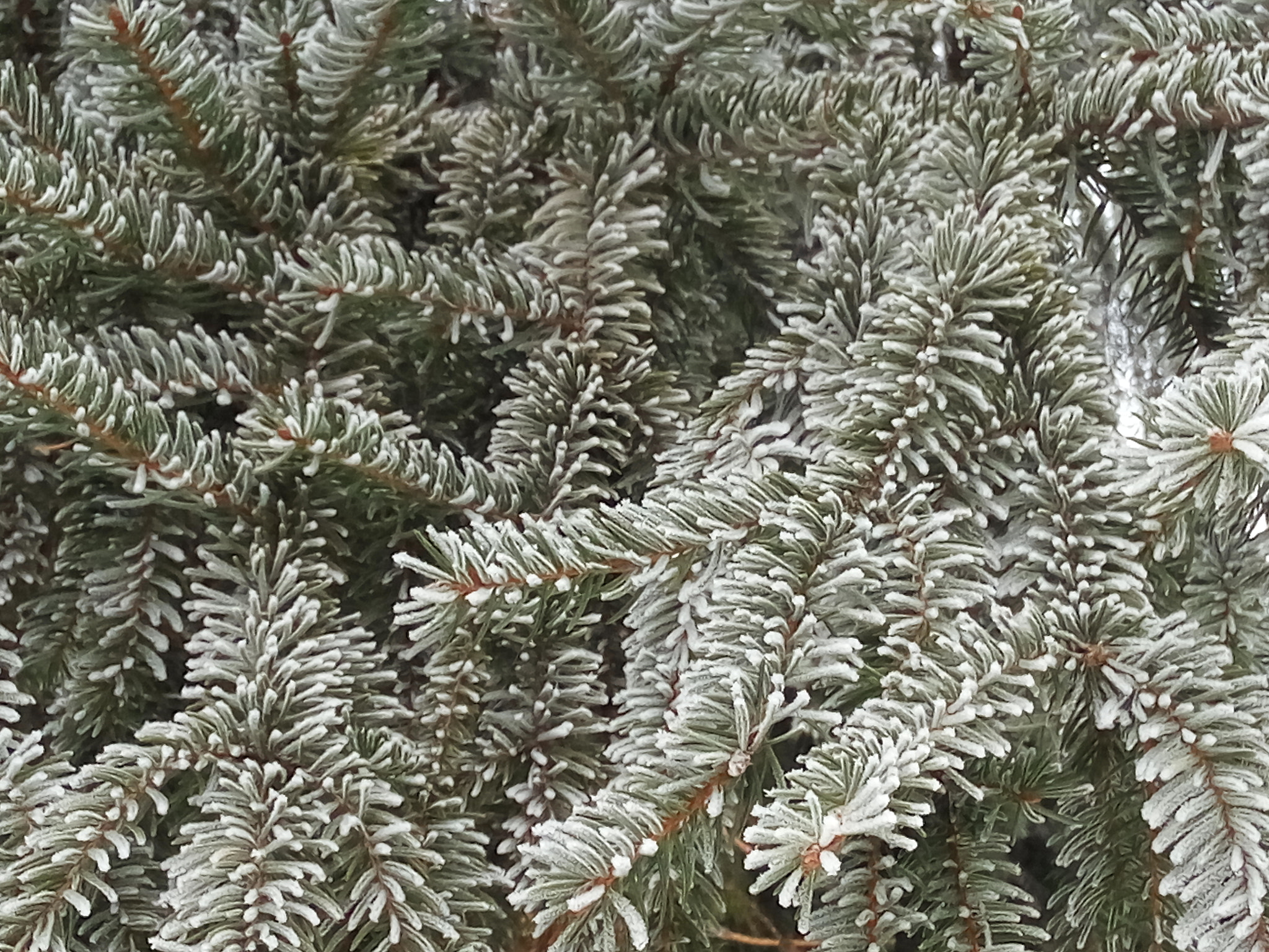 Xiaomi HM Note 2 sample photo. Spruce with hoarfrost photography