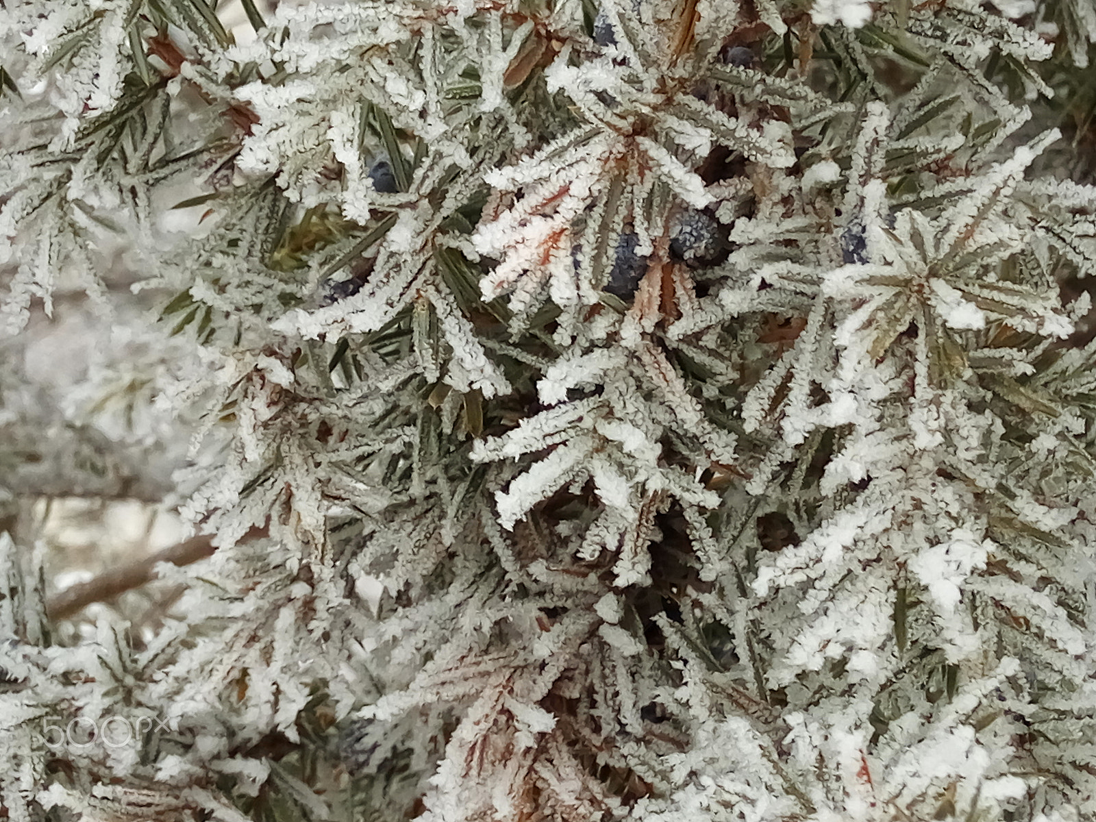 Xiaomi HM Note 2 sample photo. Juniper in hoarfrost photography