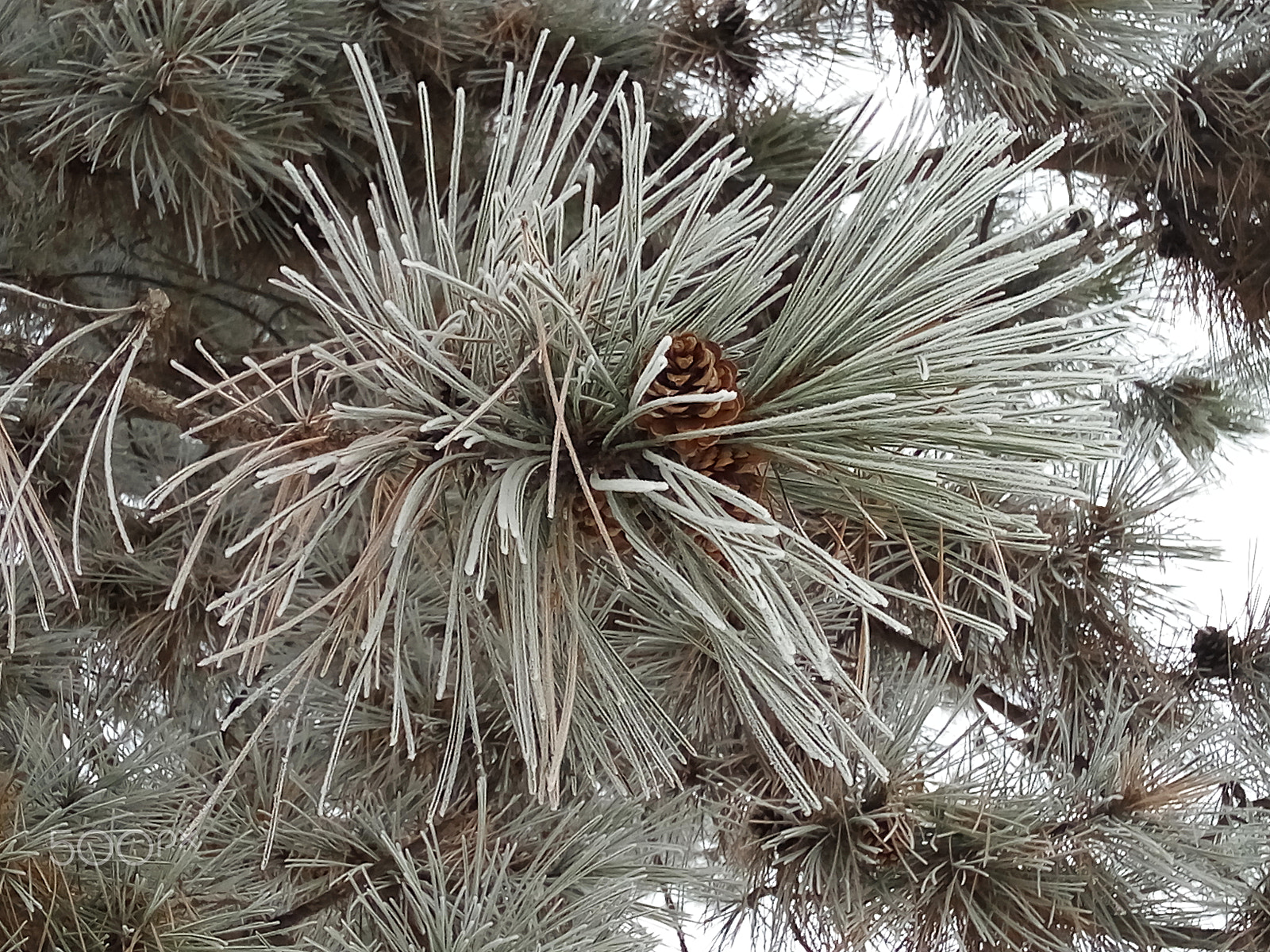 Xiaomi HM Note 2 sample photo. Pine in hoarfrost photography