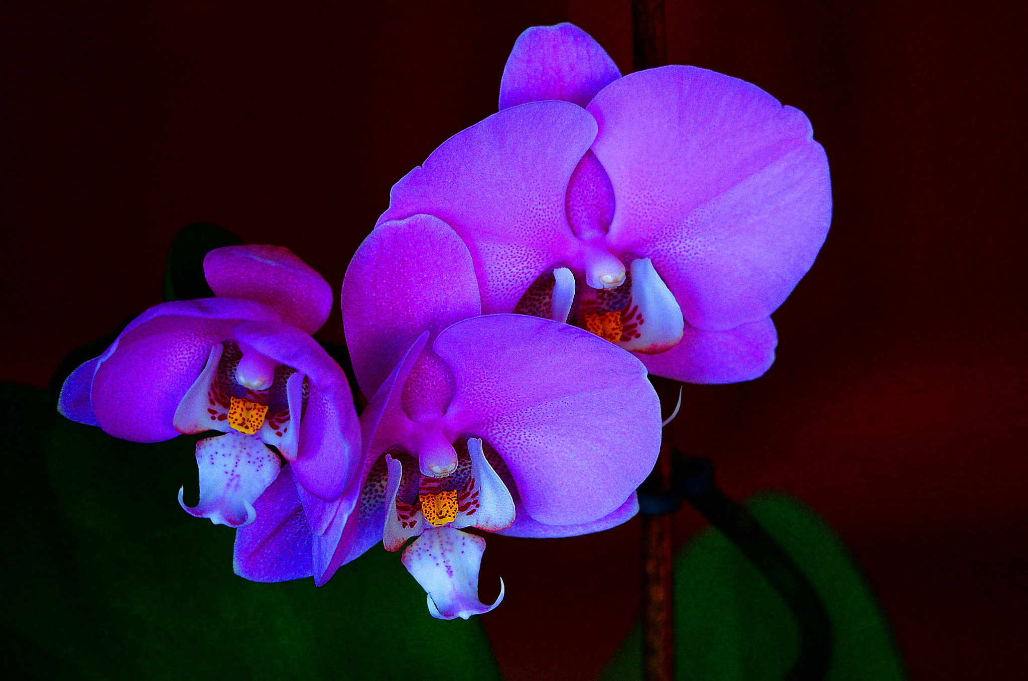 Olympus OM-D E-M1 sample photo. Orchids photography