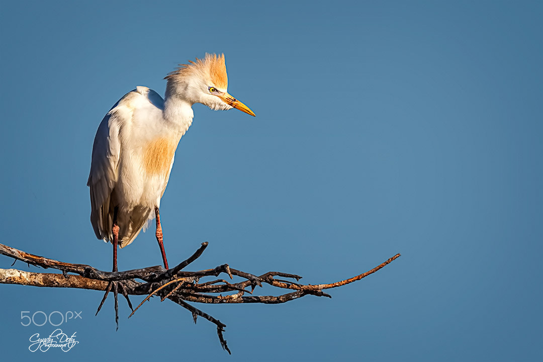 150-600mm F5-6.3 DG OS HSM | Contemporary 015 sample photo. A little birdie told me photography