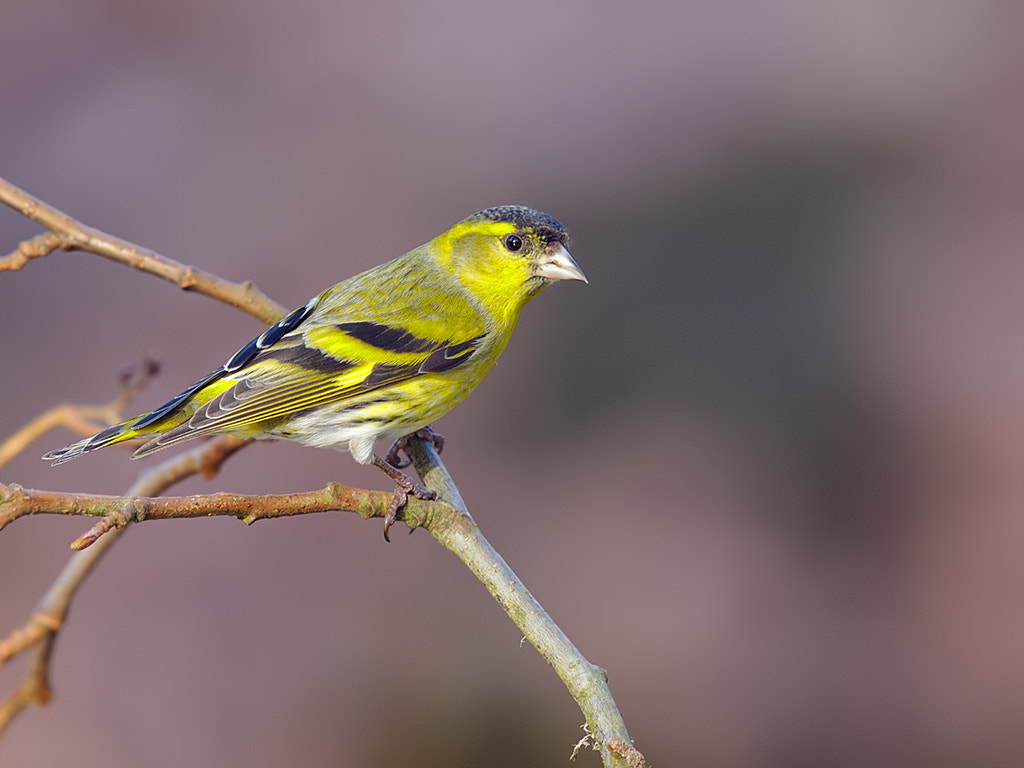 Canon EOS-1D Mark III sample photo. Siskin  photography