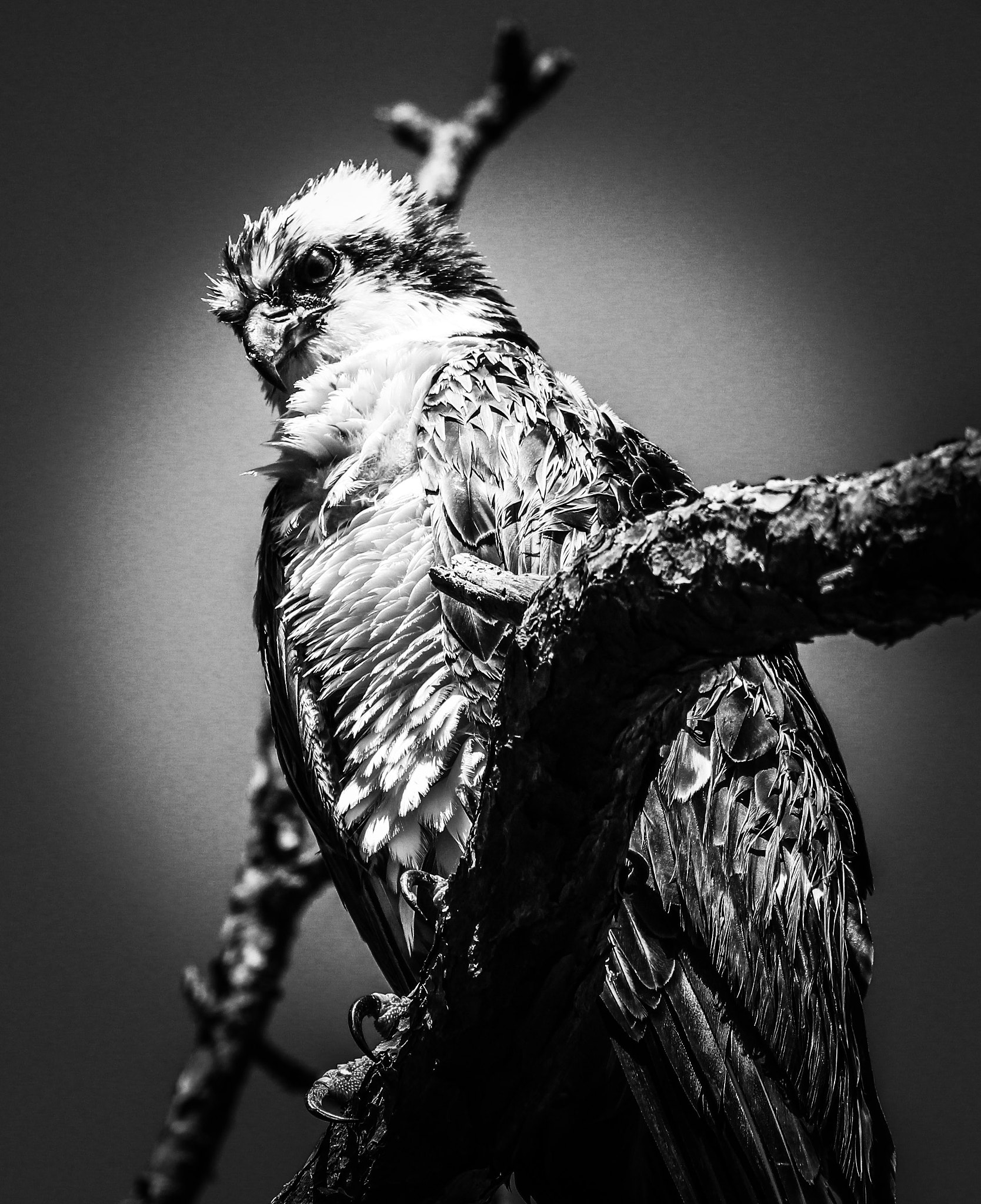 Canon EF 400mm F5.6L USM sample photo. Osprey b&w photography