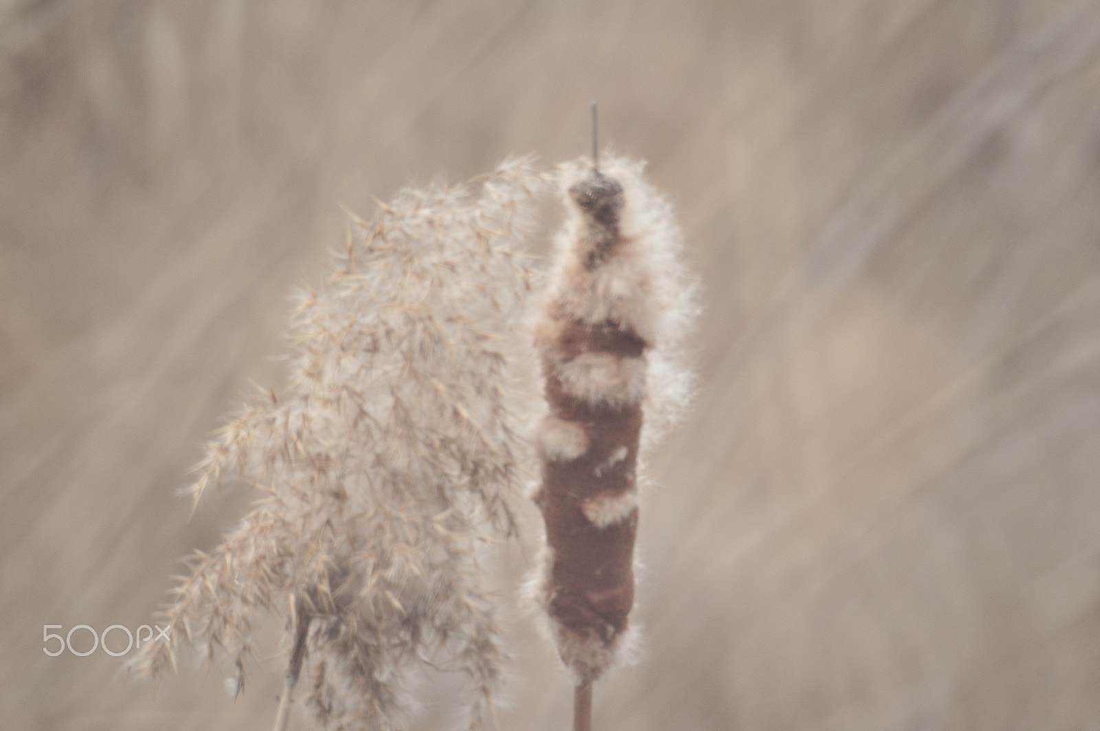 Manual Lens No CPU sample photo. Winter photography