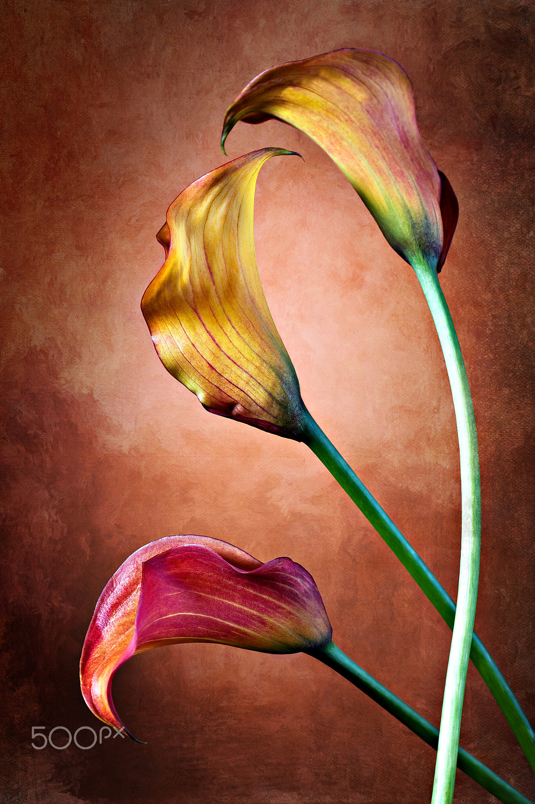 Canon EOS 5D + Tamron SP AF 90mm F2.8 Di Macro sample photo. Zantedeschia aethiopica photography