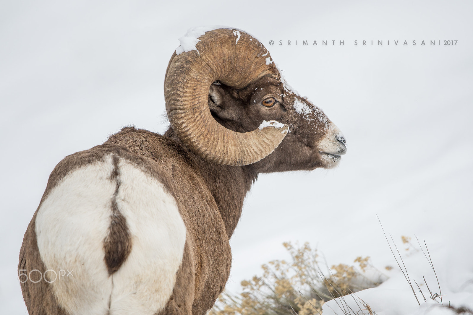 Nikon D500 sample photo. Bighorn ram male photography