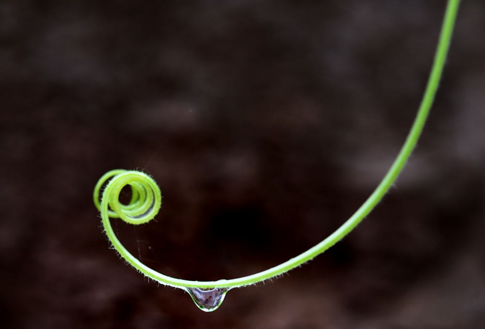 Nikon AF-S Micro-Nikkor 105mm F2.8G IF-ED VR sample photo. 【vd视觉记忆】【2013.07.12】小世界 photography