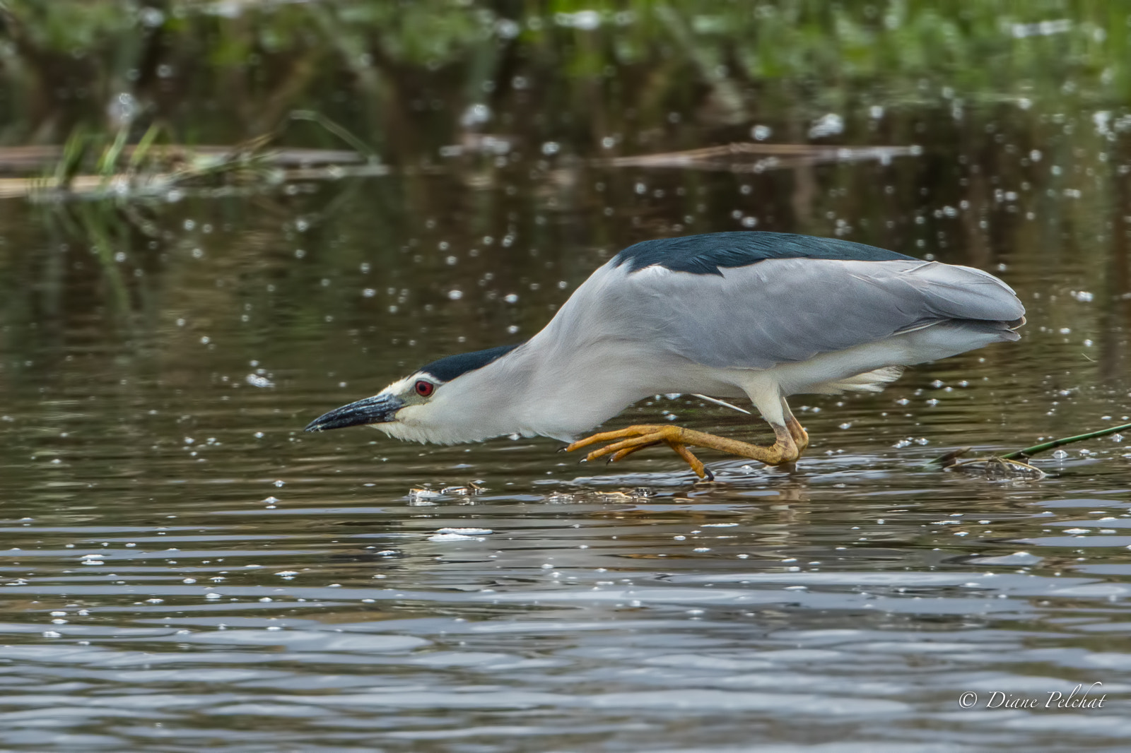 Canon EOS 7D Mark II + Canon EF 300mm F2.8L IS II USM sample photo. Black-crowned night heron photography