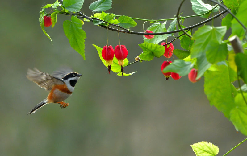 Nikon D500 sample photo. Aegithalos concinnus photography