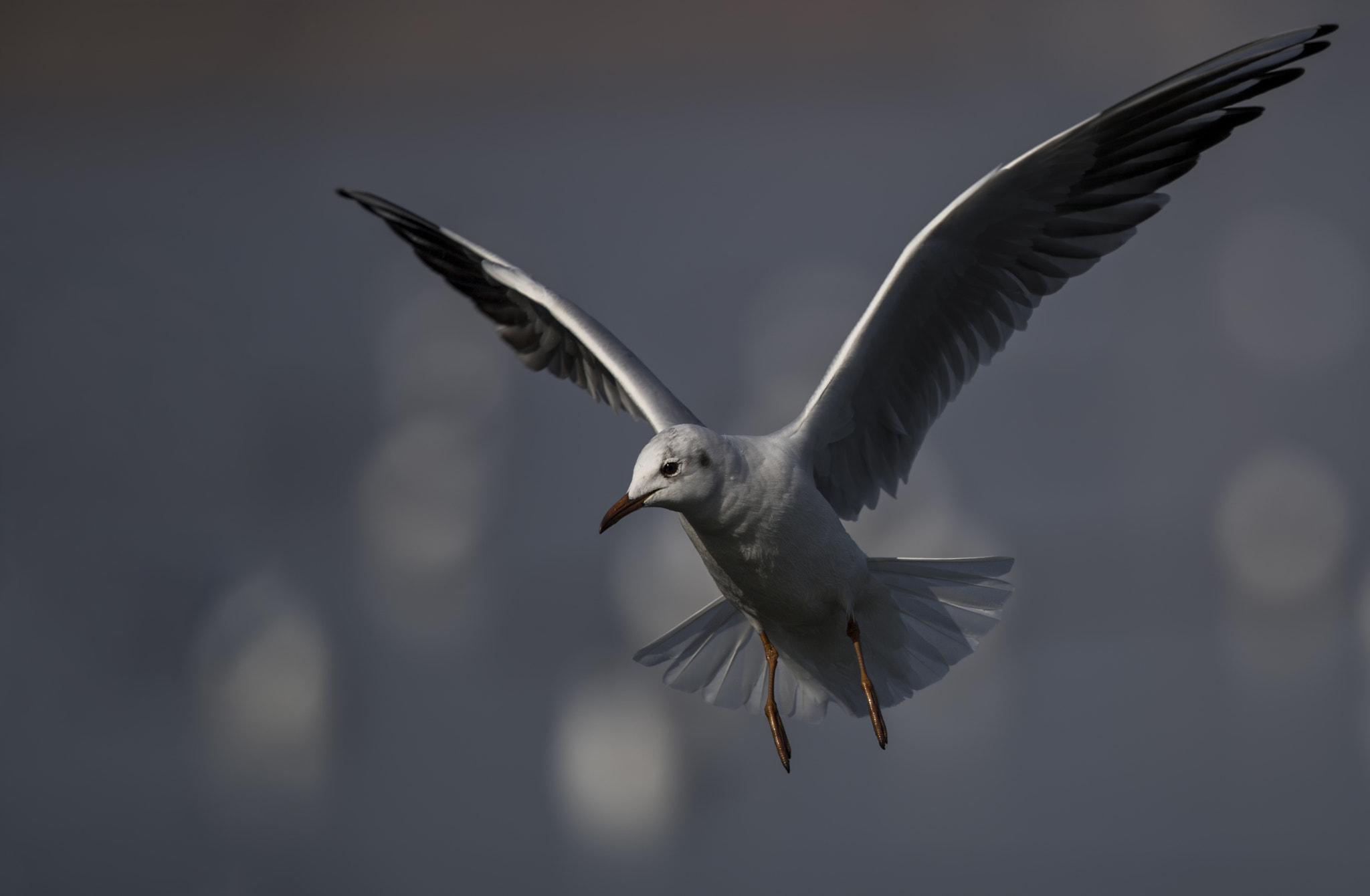 Canon EF 500mm F4L IS II USM sample photo. Schon wieder eine möwe... photography
