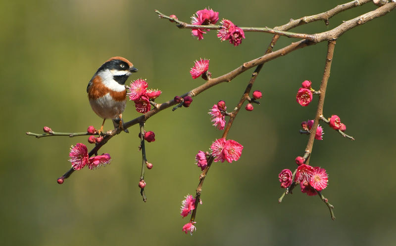 Nikon D500 sample photo. Aegithalos concinnus photography