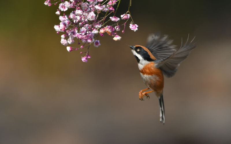 Nikon D500 sample photo. Aegithalos concinnus photography