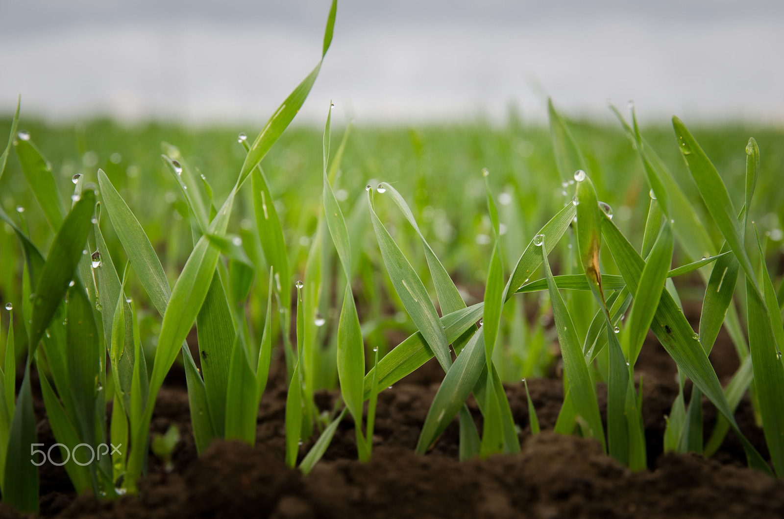 Nikon D5100 + Sigma 17-70mm F2.8-4 DC Macro OS HSM | C sample photo. New crop after rain photography