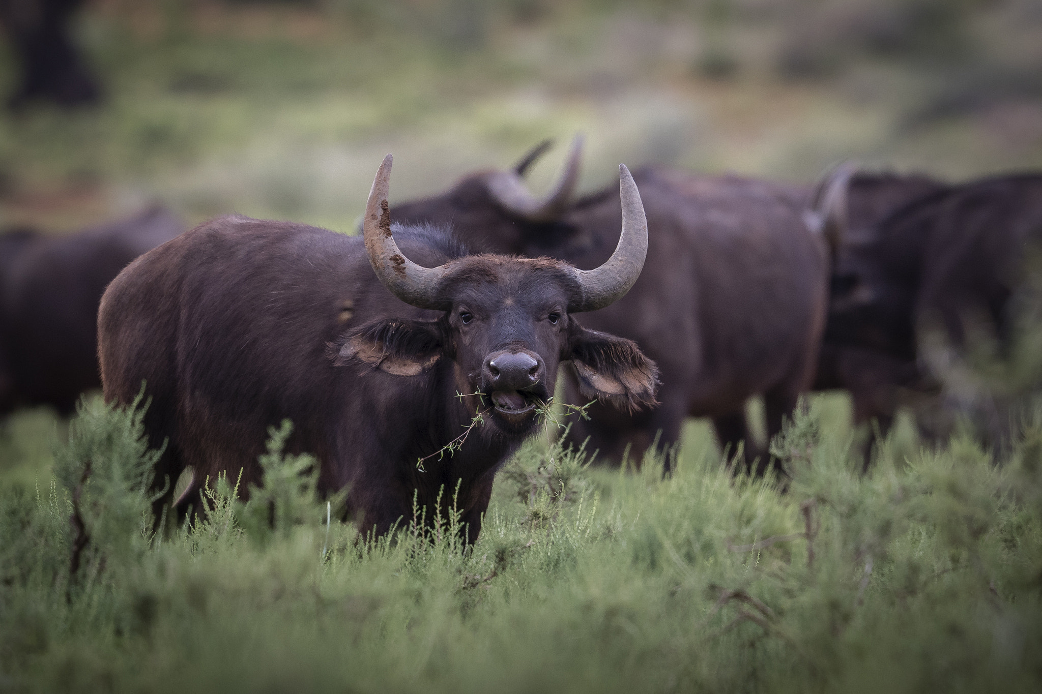 Canon EOS 7D Mark II + Canon EF 500mm F4L IS II USM sample photo. Buffalo calf photography