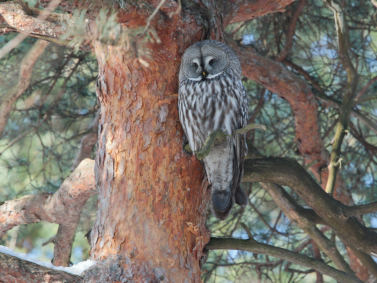 Canon EOS 7D Mark II + Canon EF 300mm F2.8L IS II USM sample photo. Great gray owl in moscow park photography
