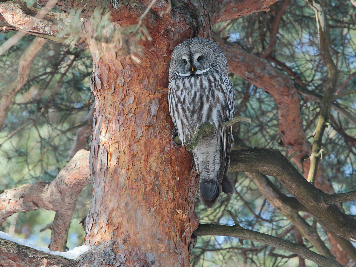 Canon EF 300mm F2.8L IS II USM sample photo. Great gray owl in moscow park photography