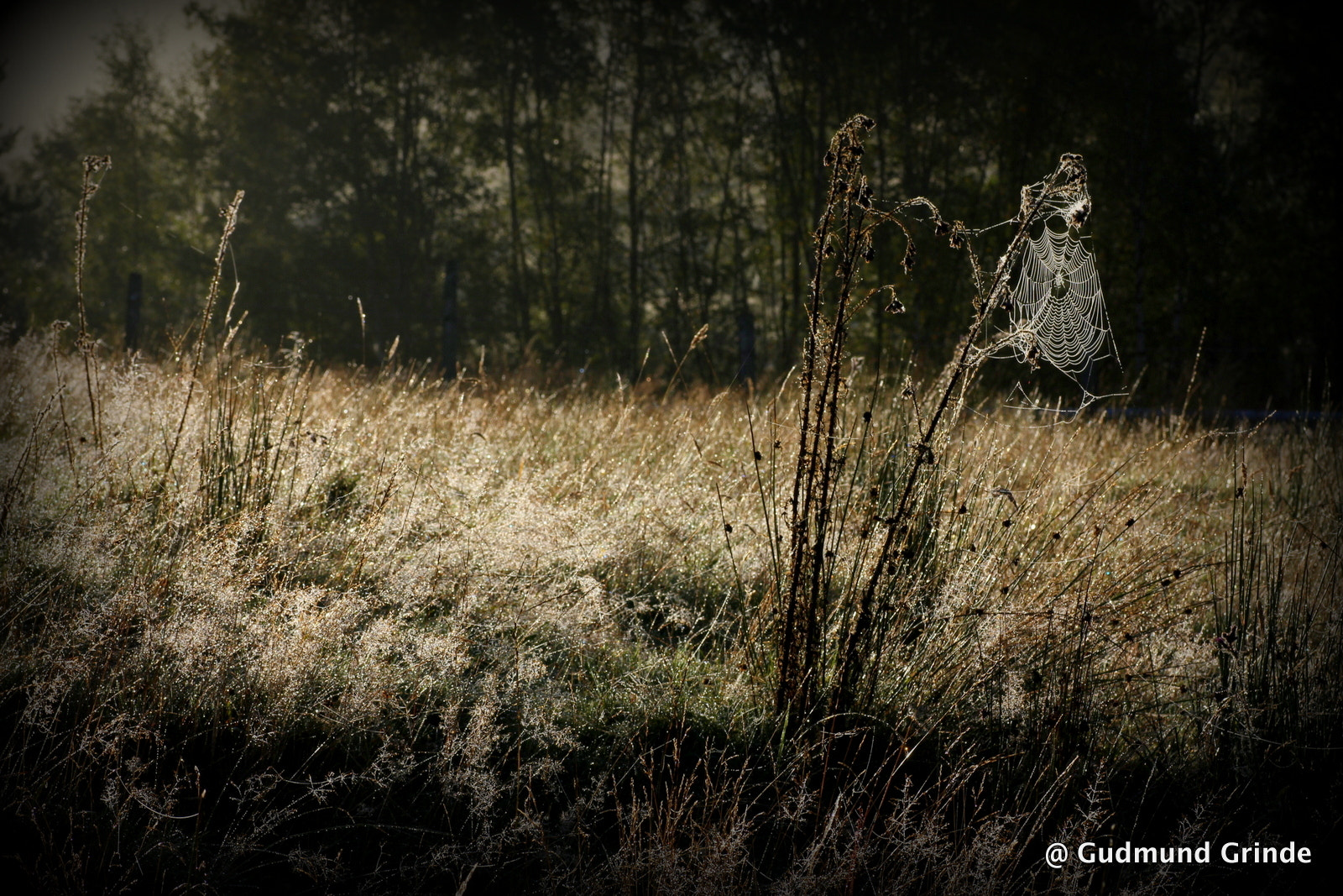 Canon EOS 550D (EOS Rebel T2i / EOS Kiss X4) sample photo. The dreamcatcher photography