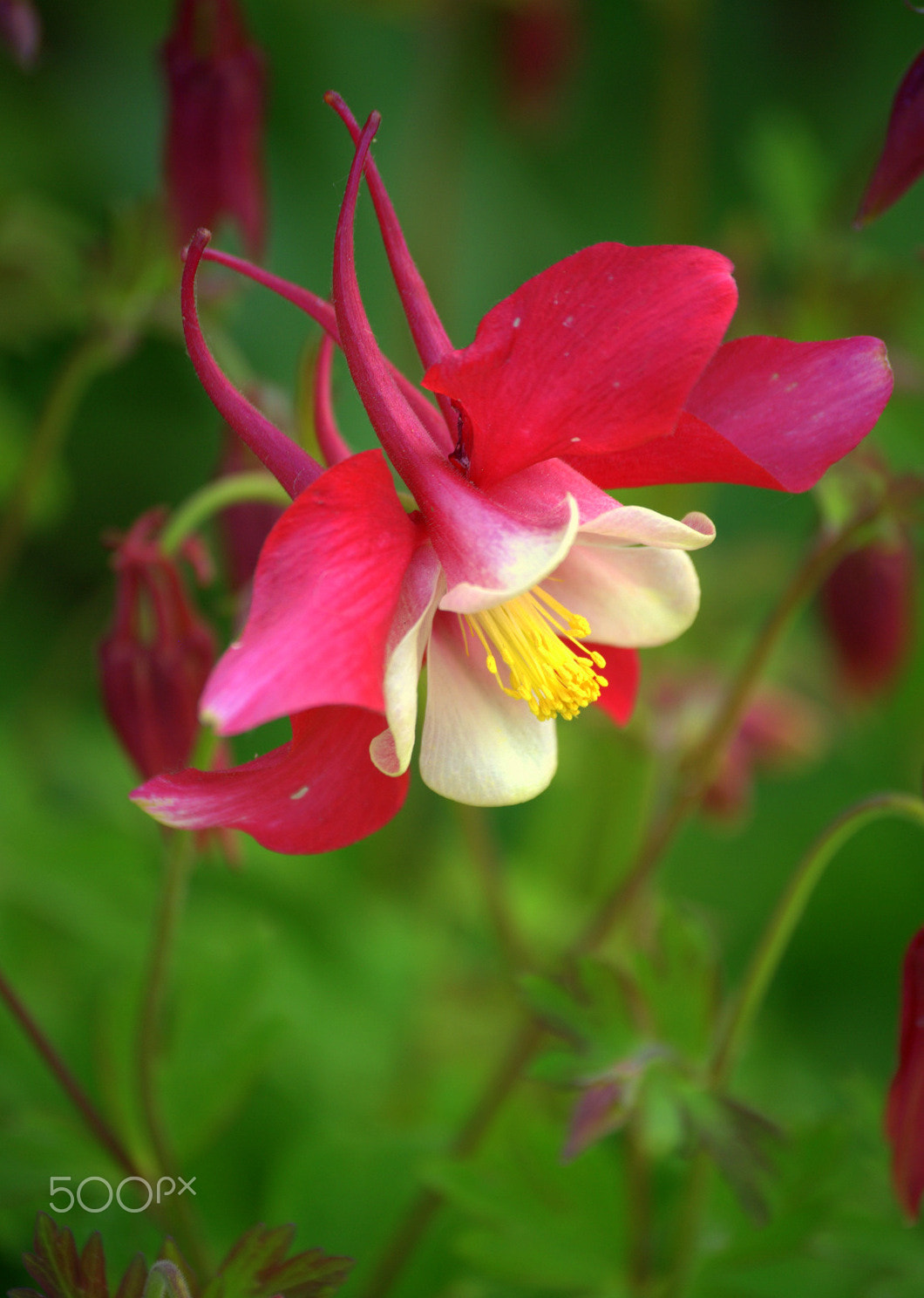 Nikon D3000 sample photo. Columbine flower photography