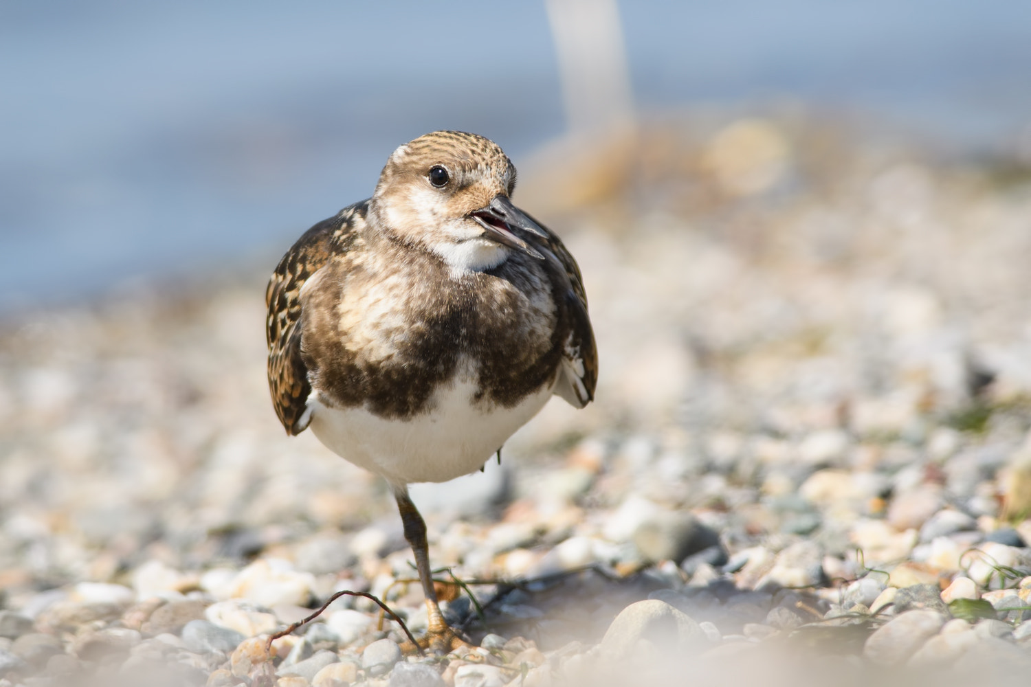 Nikon D500 + Nikon AF-S Nikkor 300mm F4D ED-IF sample photo. Ruddy turnstone photography