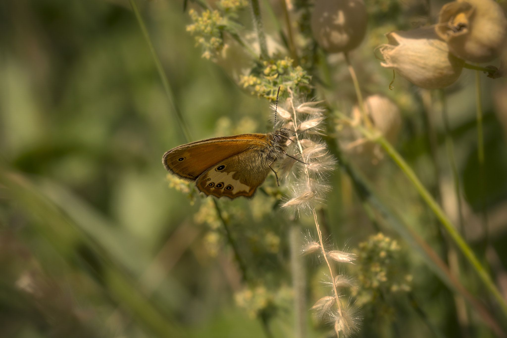 Sigma 105mm F2.8 EX DG OS HSM sample photo. Butterfly macro photography