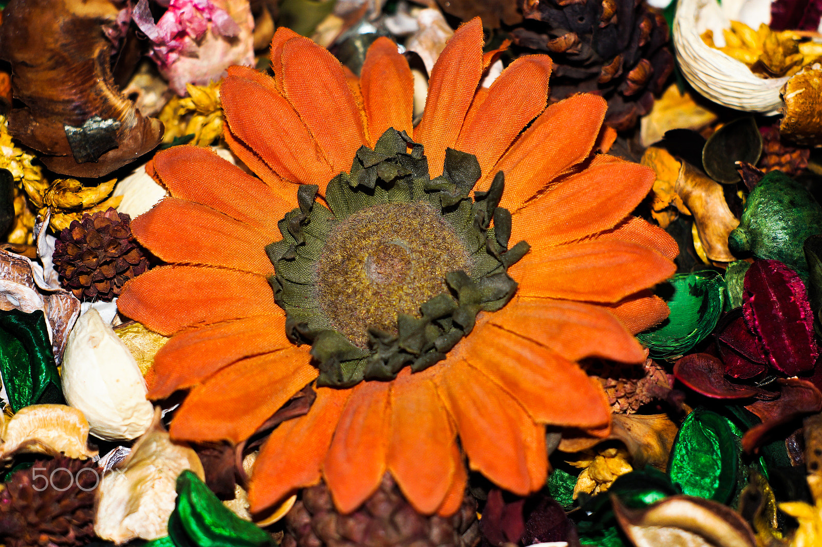 Minolta AF 50mm F1.7 sample photo. Flornaranja photography