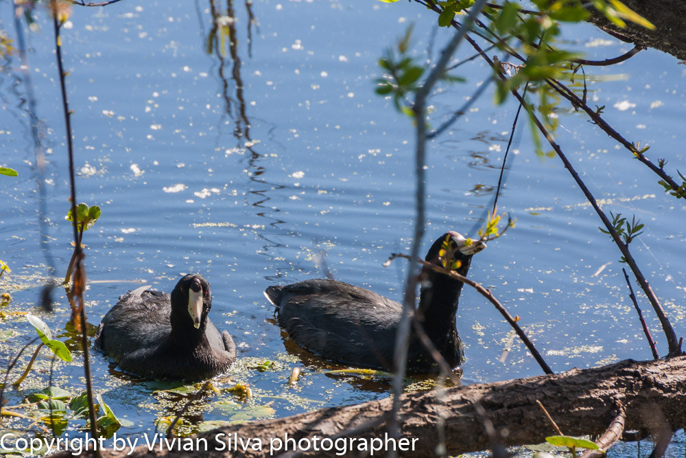 Canon EOS 40D + Tamron 18-270mm F3.5-6.3 Di II VC PZD sample photo. American coot duck photography