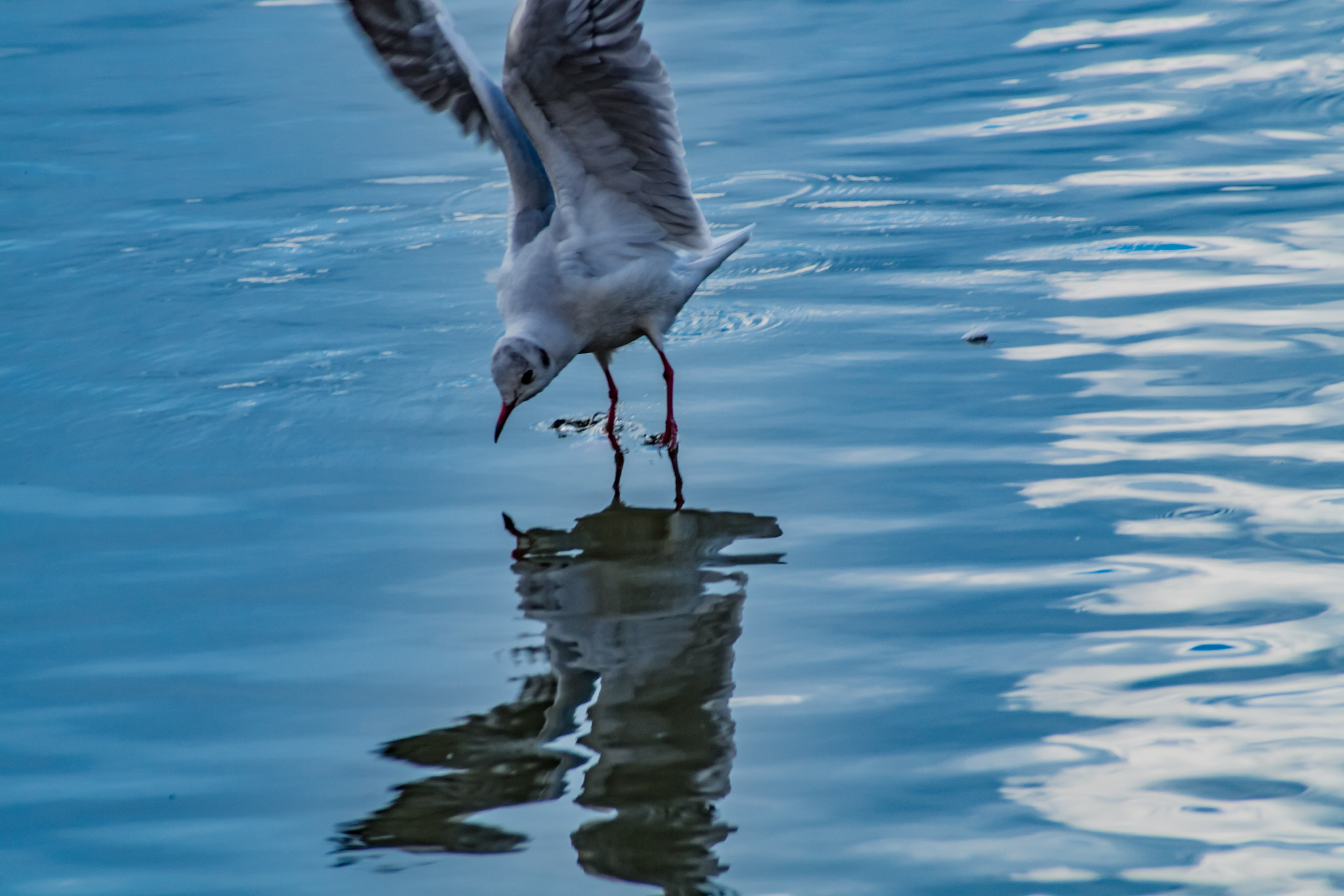 Pentax K-S2 + Sigma sample photo. Black-headed gul photography