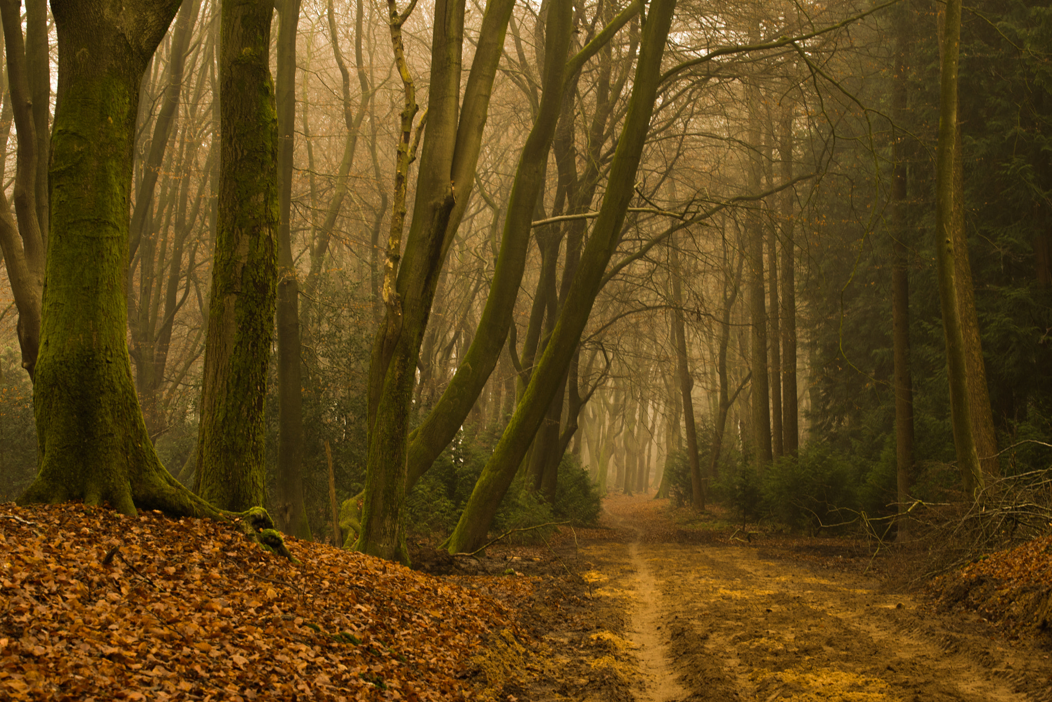 Nikon AF-S Nikkor 70-200mm F4G ED VR sample photo. Speulderbos photography