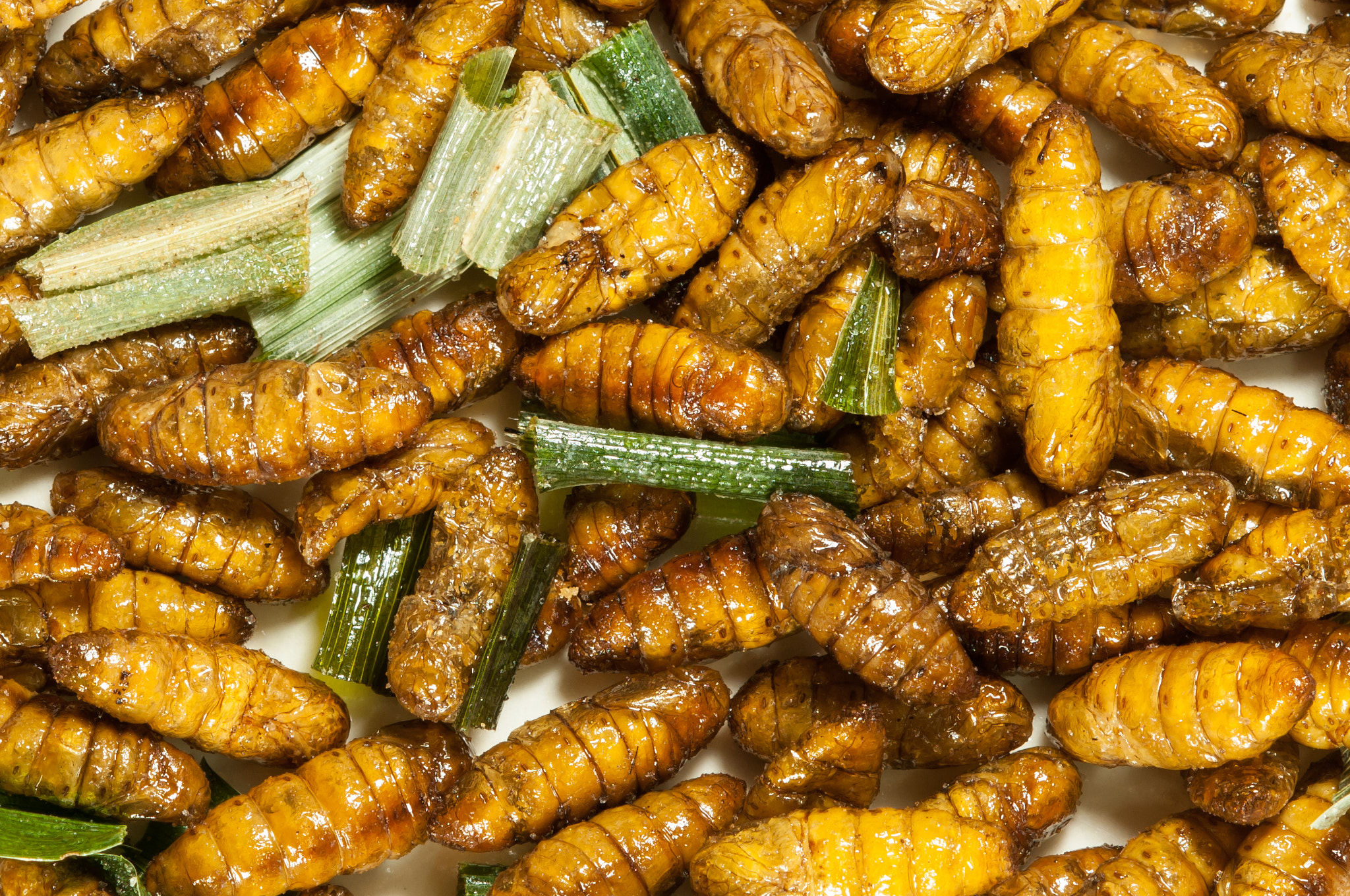 AF DC-Nikkor 135mm f/2D sample photo. Bugs fried in thailand. photography