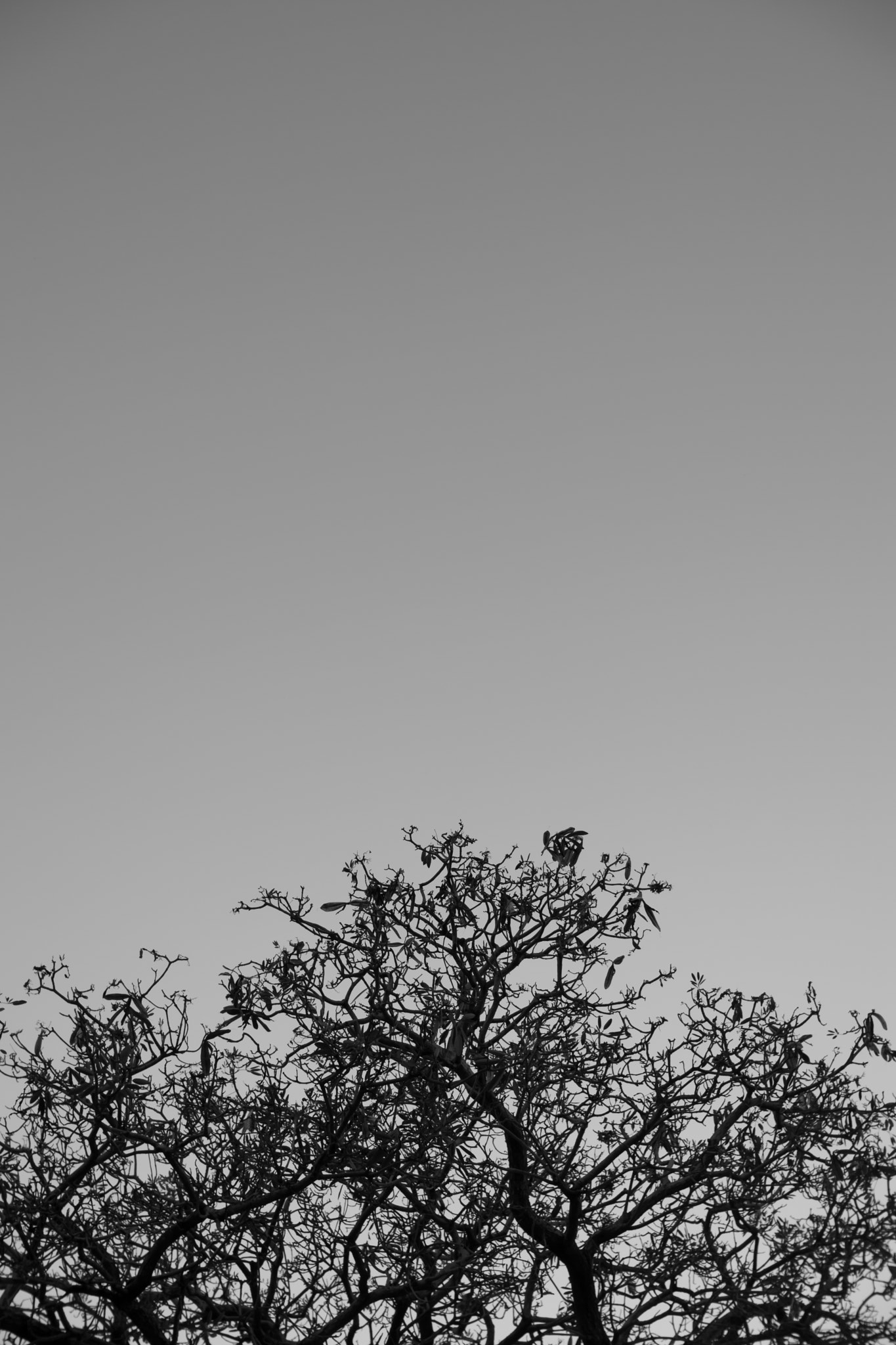 Nikon D3300 + Sigma 30mm F1.4 EX DC HSM sample photo. Sky and tree photography