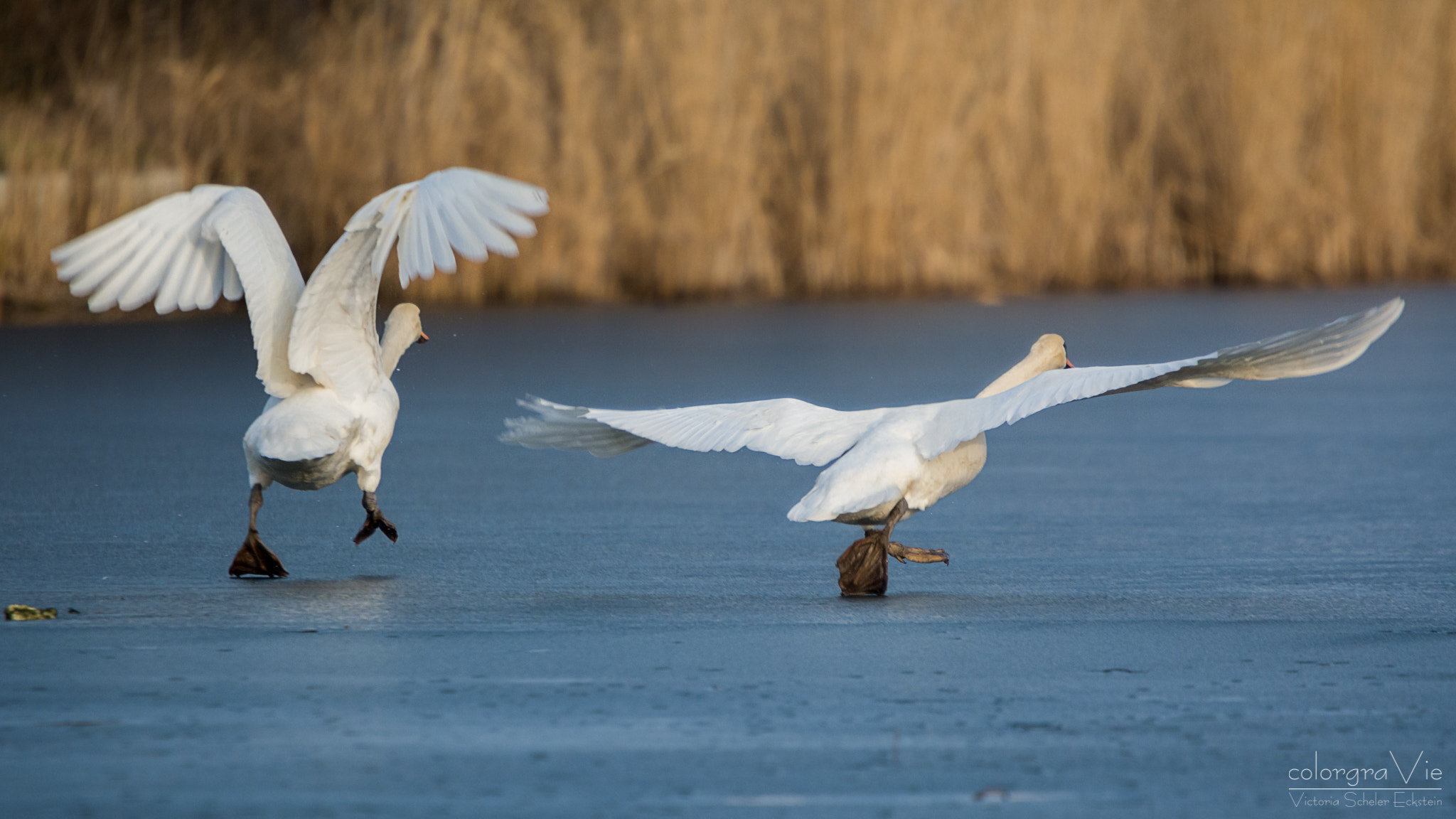 Sigma 70-200mm F2.8 EX DG OS HSM sample photo. Swan racing photography