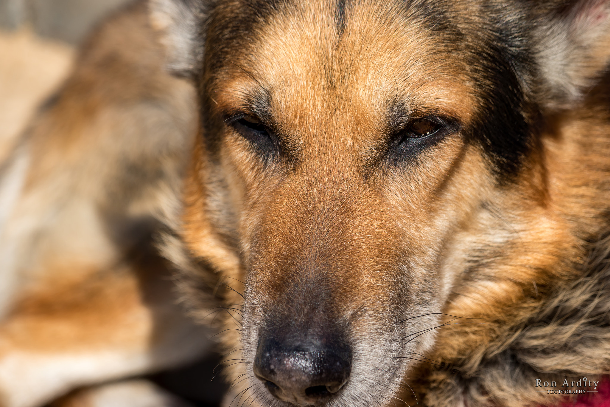 Canon EOS 7D Mark II + Canon EF-S 55-250mm F4-5.6 IS STM sample photo. German shepherd photography