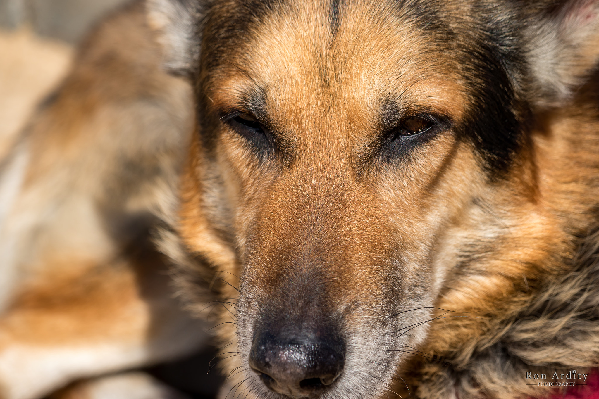 Canon EF-S 55-250mm F4-5.6 IS STM sample photo. German shepherd photography