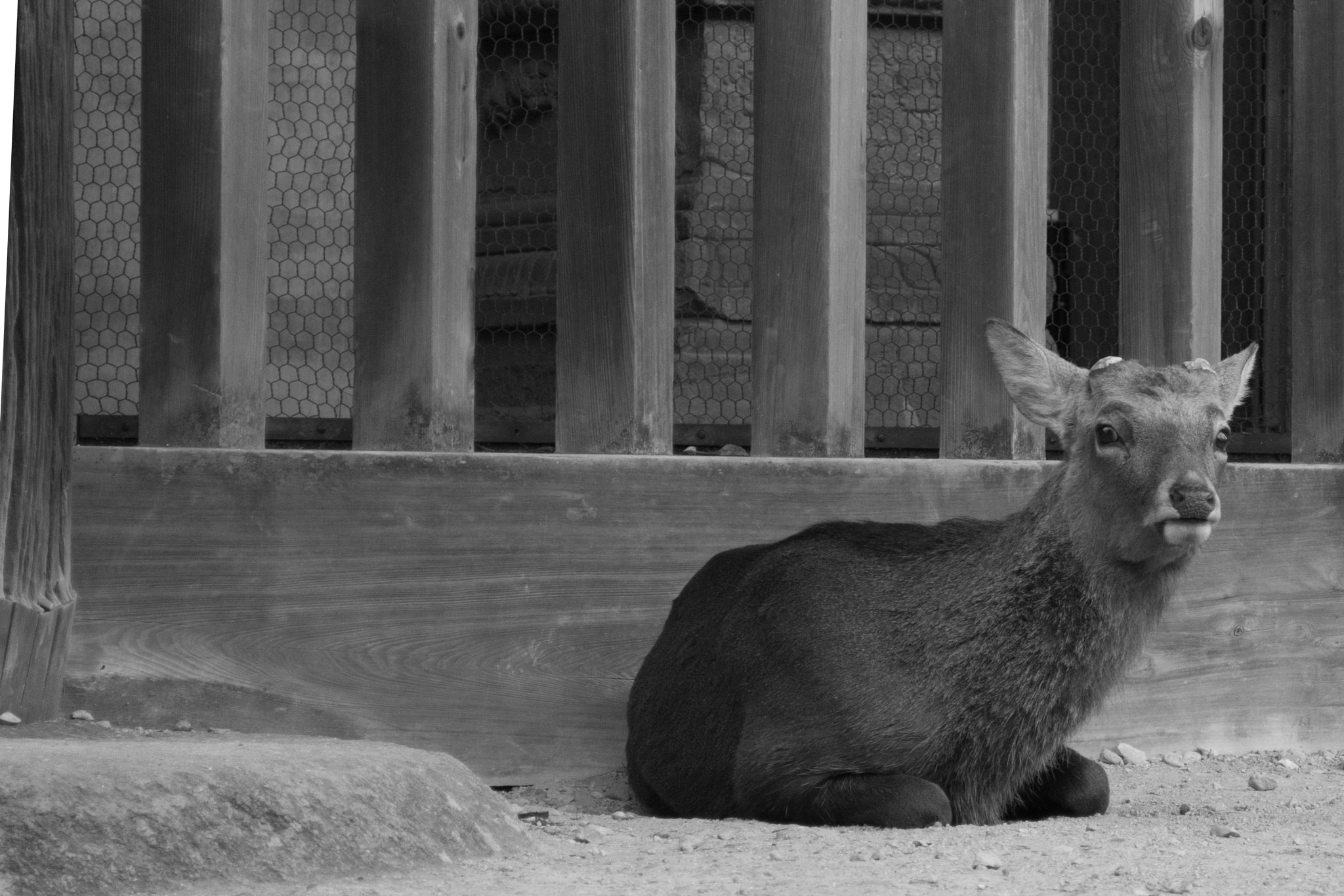 Nikon D7200 sample photo. Deer at nara deer park, japan photography