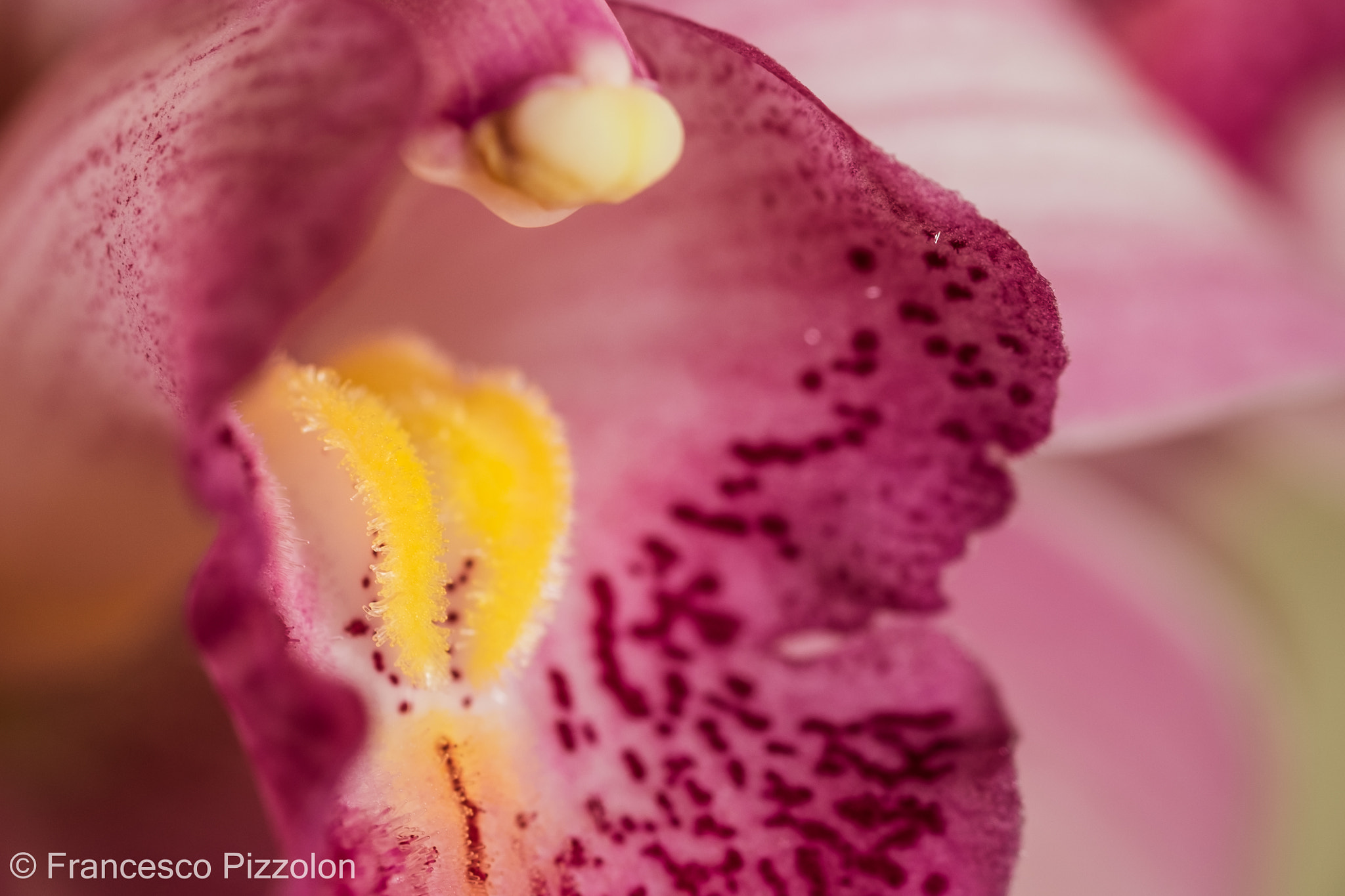Fujifilm XF 60mm F2.4 R Macro sample photo. Flower photography