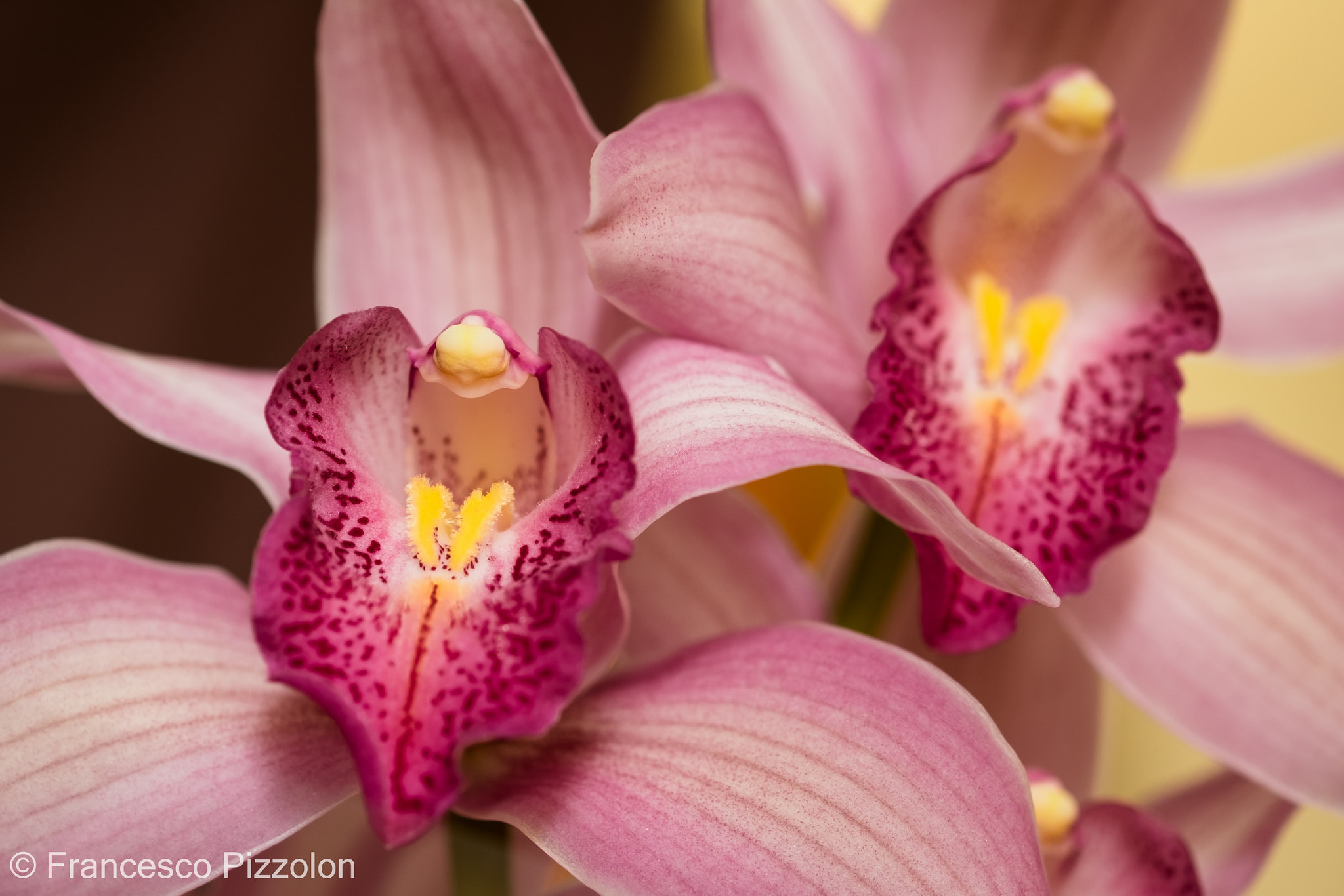 Fujifilm X-T10 + Fujifilm XF 60mm F2.4 R Macro sample photo. Flower^2 photography