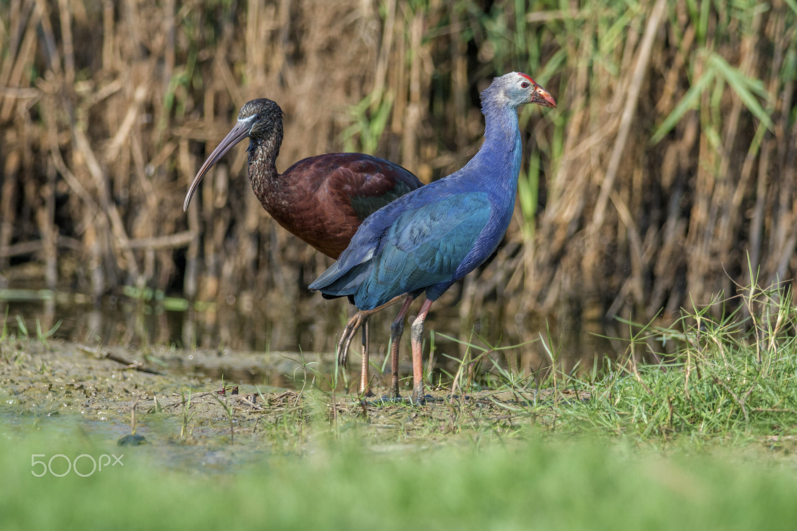 Nikon D7100 + Nikon AF-S Nikkor 300mm F4D ED-IF sample photo. Glossy ibis & grey headed swamphen photography