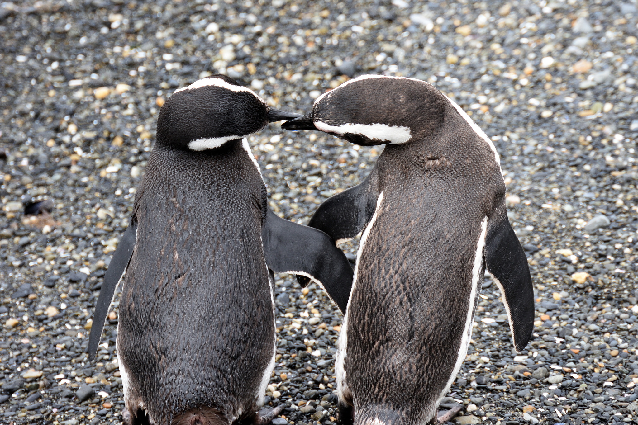 Nikon D7200 sample photo. Penguins #1 photography