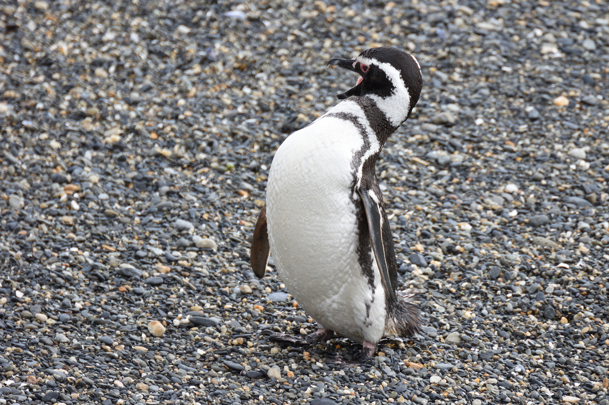 Nikon D7200 sample photo. Penguins #2 photography
