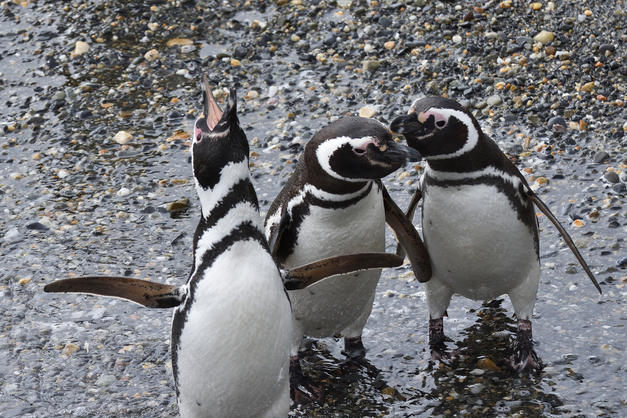 Nikon D7200 sample photo. Penguins #3 photography